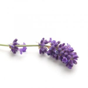 Chi Lavendelolie | Frankrijk | cultivar